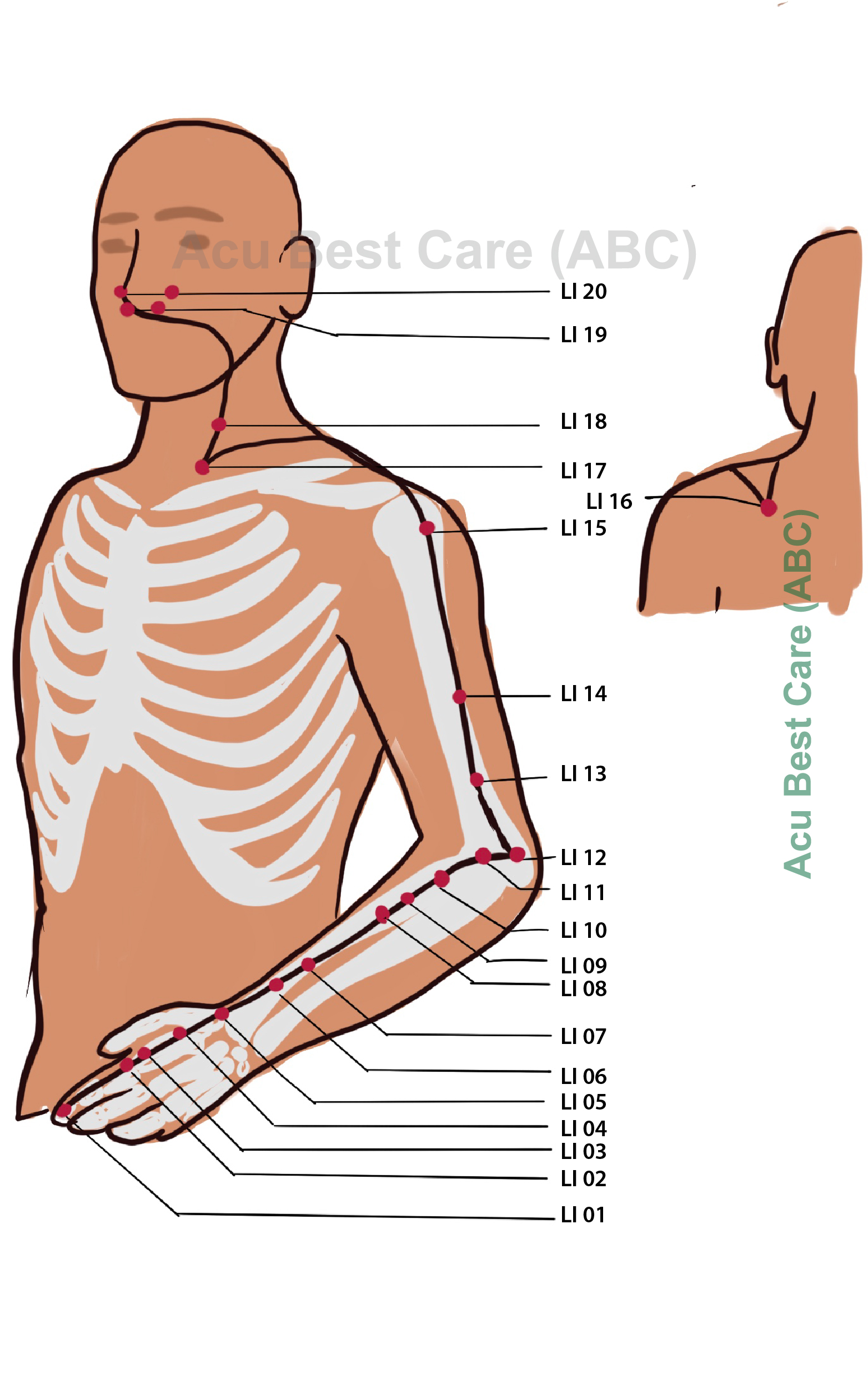 Acubestcare organ LARGE INTESTINE